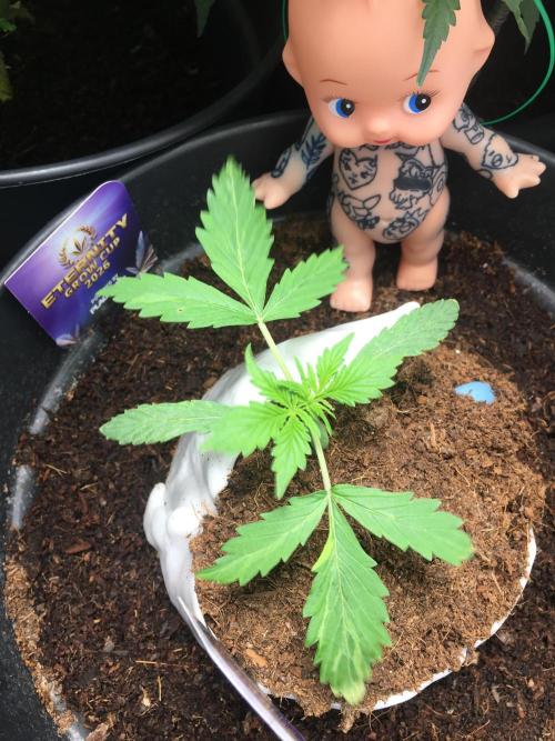 Sticky broccoli  🥦 Eternity Cup 2026. Week 2