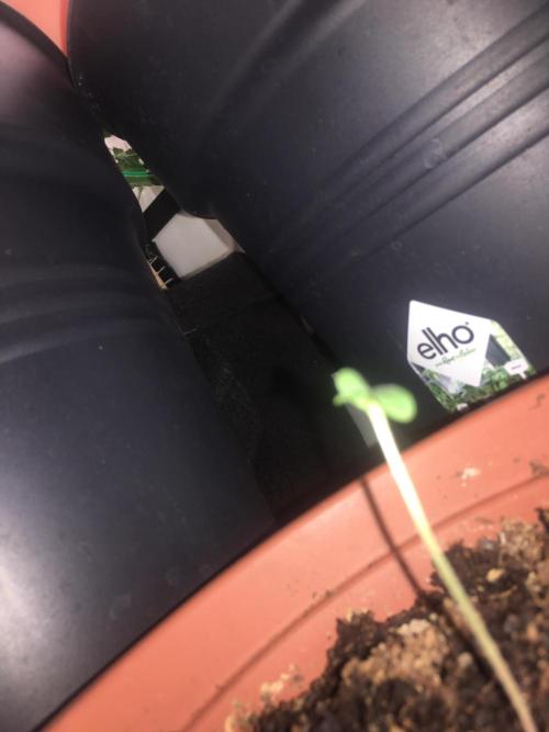 🥦Honey, I Shrunk the Broccoli! Micro. Week 0