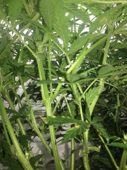 December 2025 | Wedding Cake 🍰. Week 6