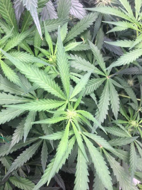 December 2025 | Wedding Cake 🍰. Week 6