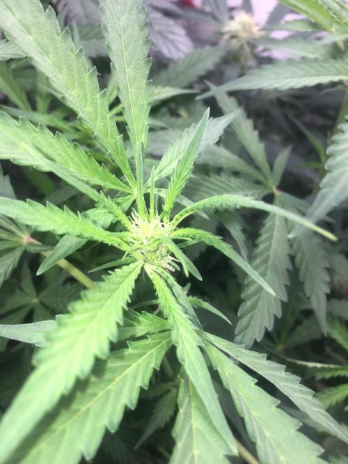 December 2025 | Wedding Cake 🍰. Week 6