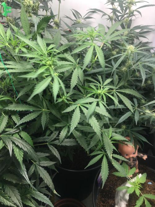 December 2025 | Wedding Cake 🍰. Week 6