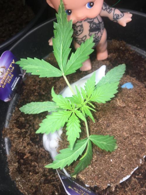 Sticky broccoli  🥦 Eternity Cup 2026. Week 3