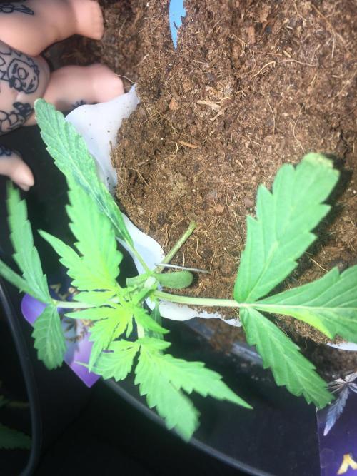 Sticky broccoli  🥦 Eternity Cup 2026. Week 3