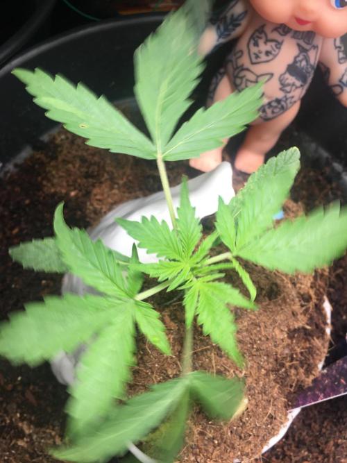 Sticky broccoli  🥦 Eternity Cup 2026. Week 3