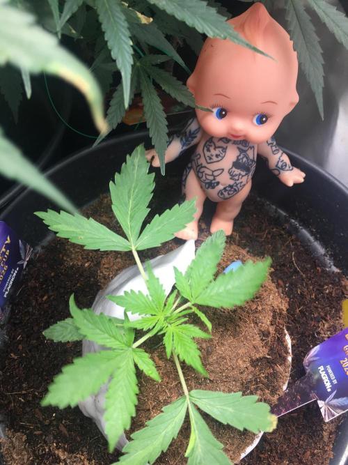 Sticky broccoli  🥦 Eternity Cup 2026. Week 3