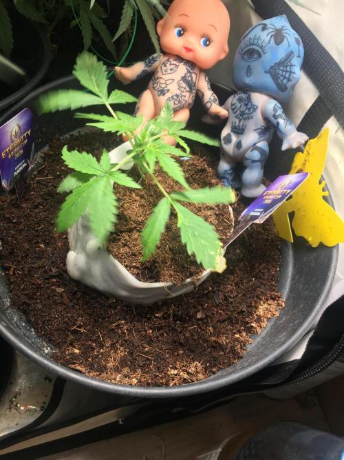 Sticky broccoli  🥦 Eternity Cup 2026. Week 3