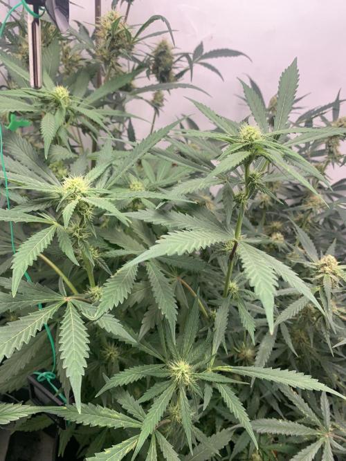 December 2025 | Wedding Cake 🍰. Week 7