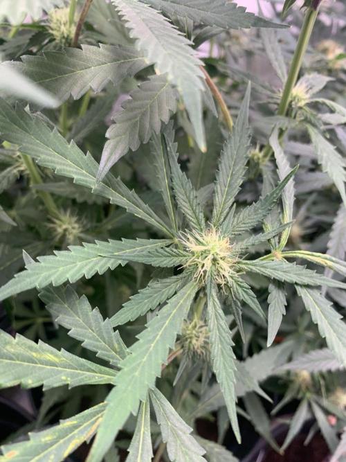 December 2025 | Wedding Cake 🍰. Week 7