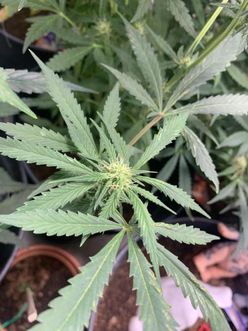 December 2025 | Wedding Cake 🍰. Week 7