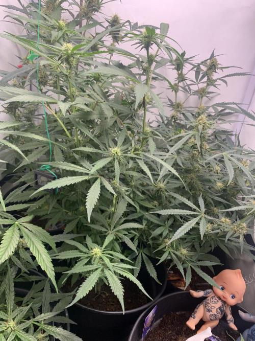 December 2025 | Wedding Cake 🍰. Week 7