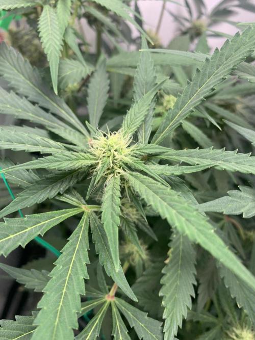 December 2025 | Wedding Cake 🍰. Week 7