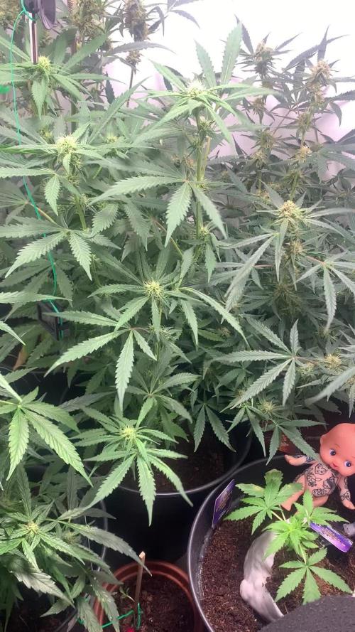 December 2025 | Wedding Cake 🍰