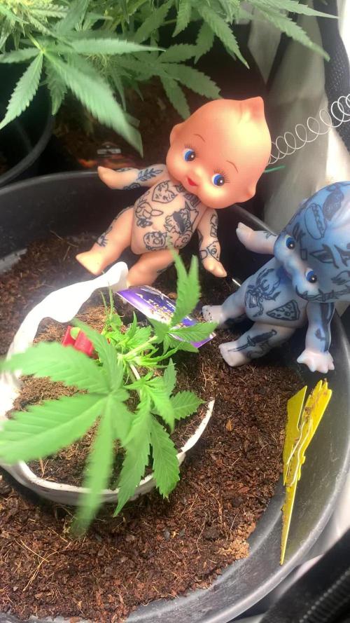 Sticky broccoli  🥦 Eternity Cup 2026