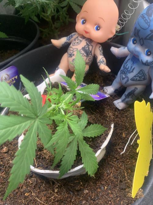 Sticky broccoli  🥦 Eternity Cup 2026. Week 4