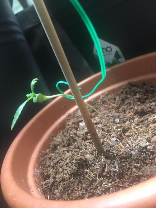 🥦Honey, I Shrunk the Broccoli! Micro. Week 1