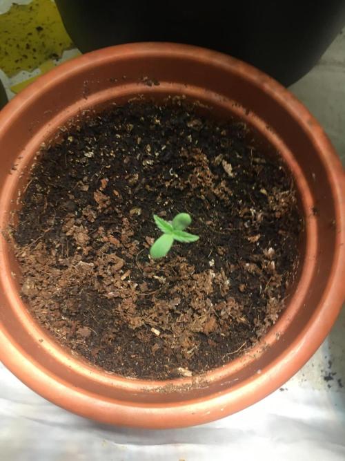🥦Honey, I Shrunk the Broccoli! Micro. Week 1