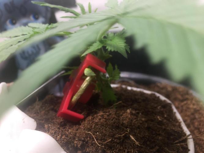 Sticky broccoli  🥦 Eternity Cup 2026. Week 4