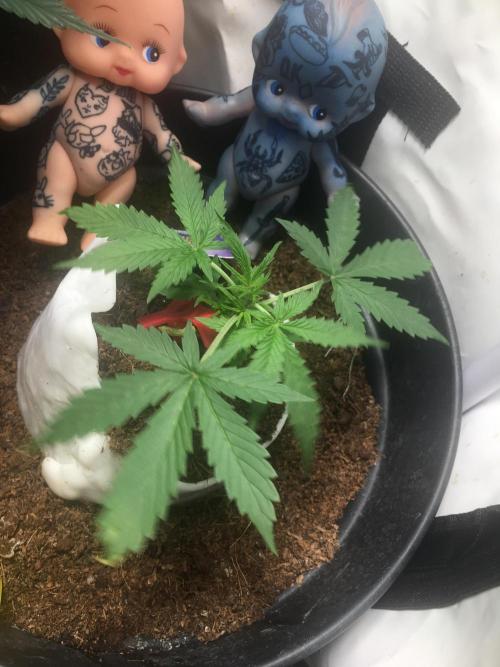 Sticky broccoli  🥦 Eternity Cup 2026. Week 4