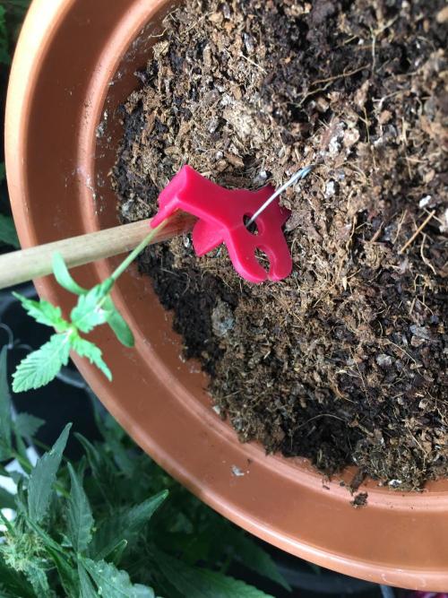 🥦Honey, I Shrunk the Broccoli! Micro. Week 1