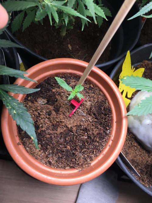 🥦Honey, I Shrunk the Broccoli! Micro. Week 1