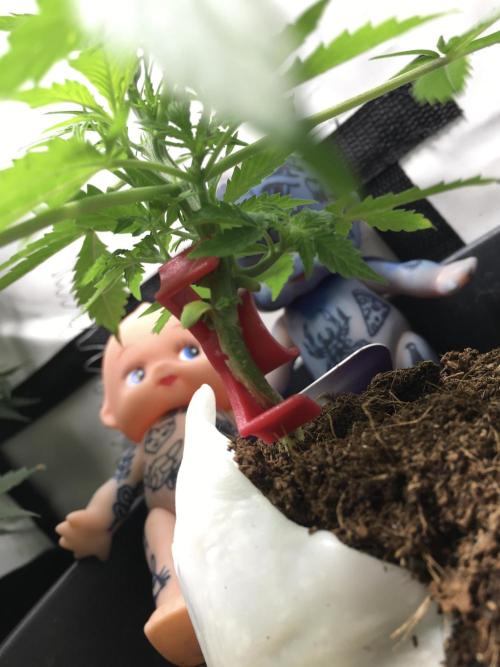 Sticky broccoli  🥦 Eternity Cup 2026. Week 4