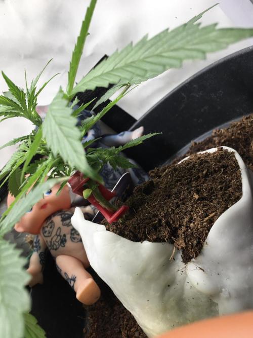 Sticky broccoli  🥦 Eternity Cup 2026. Week 4