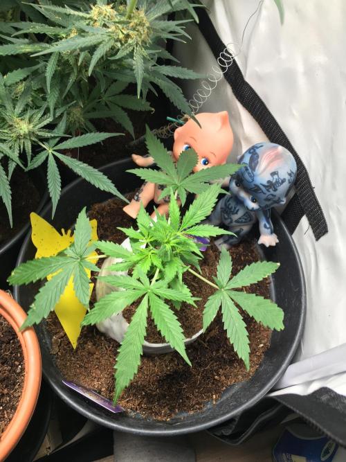 Sticky broccoli  🥦 Eternity Cup 2026. Week 4