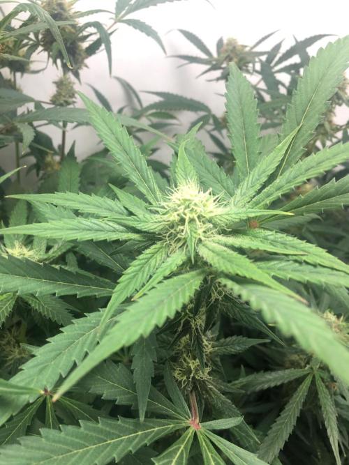 December 2025 | Wedding Cake 🍰. Week 7