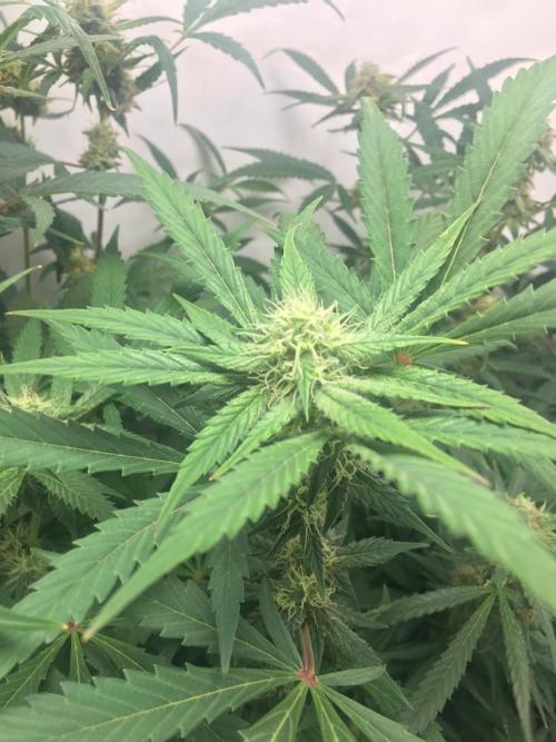 December 2025 | Wedding Cake 🍰. Week 7