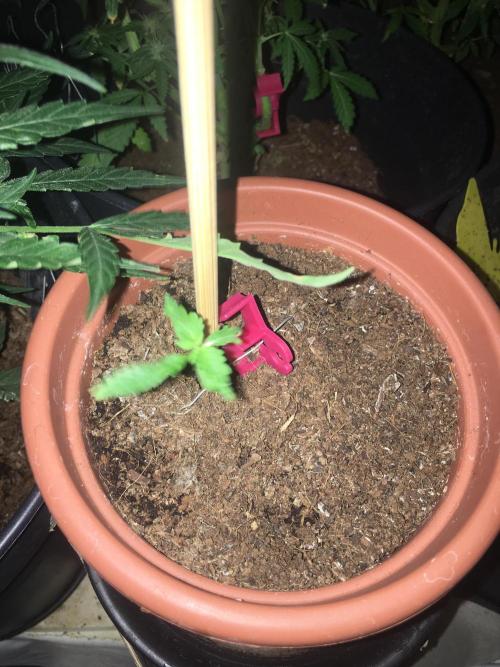 🥦Honey, I Shrunk the Broccoli! Micro. Week 1