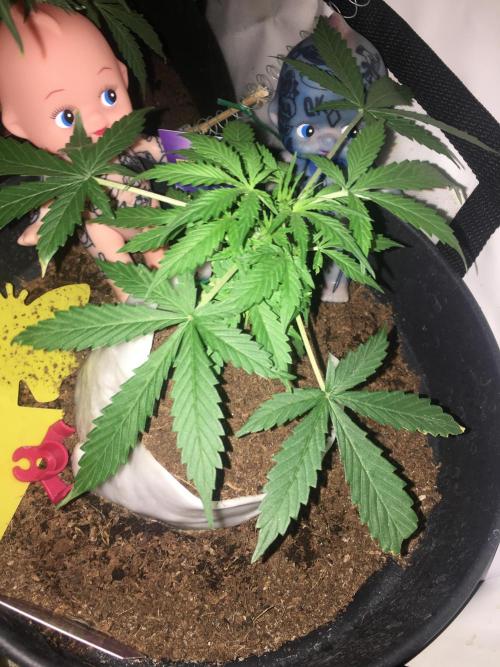 Sticky broccoli  🥦 Eternity Cup 2026. Week 4