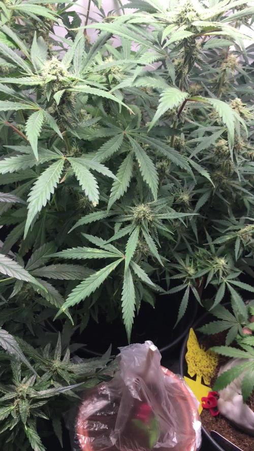 December 2025 | Wedding Cake 🍰