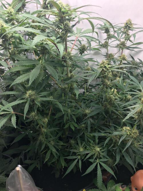 December 2025 | Wedding Cake 🍰. Week 8