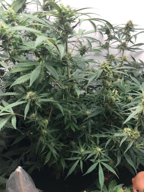 December 2025 | Wedding Cake 🍰. Week 8