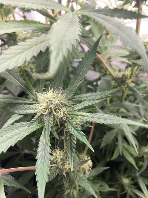 December 2025 | Wedding Cake 🍰. Week 8