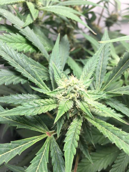 December 2025 | Wedding Cake 🍰. Week 8