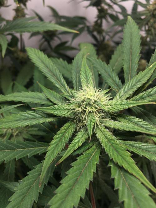 December 2025 | Wedding Cake 🍰. Week 8