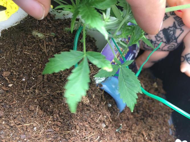 Sticky broccoli  🥦 Eternity Cup 2026. Week 5