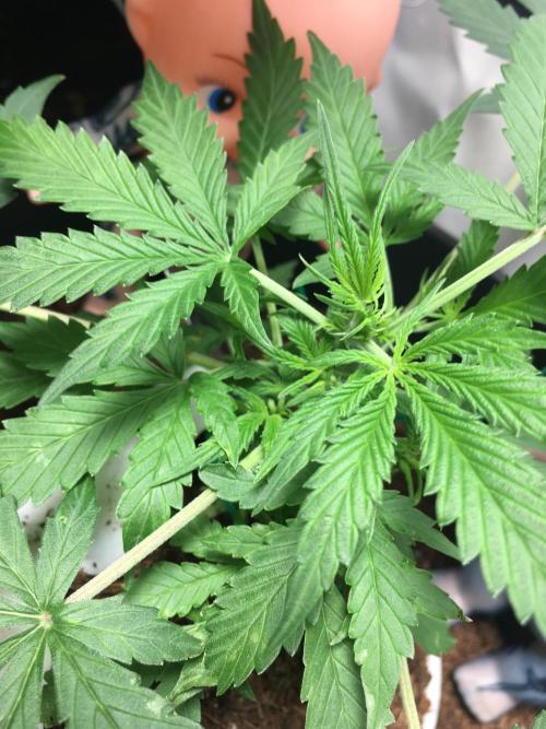 Sticky broccoli  🥦 Eternity Cup 2026. Week 5