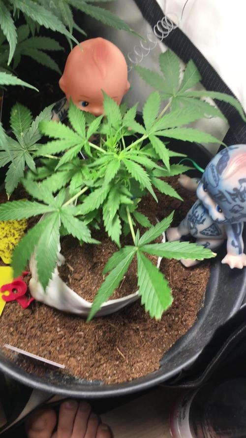 Sticky broccoli  🥦 Eternity Cup 2026