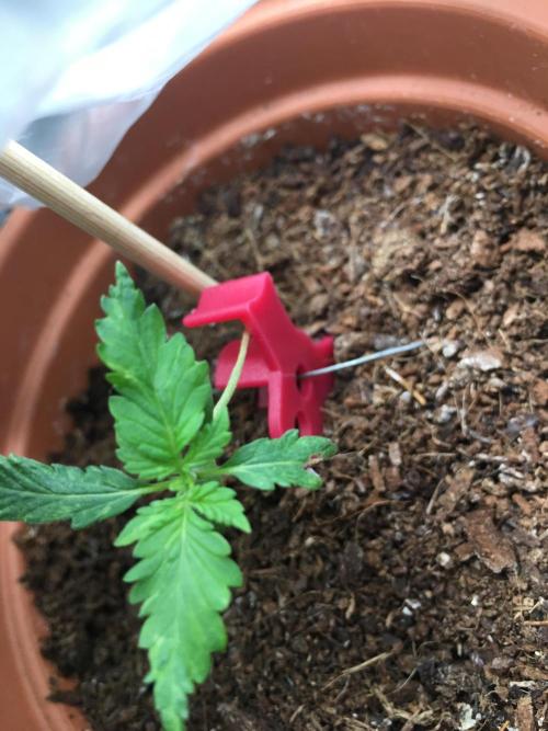 🥦Honey, I Shrunk the Broccoli! Micro. Week 2