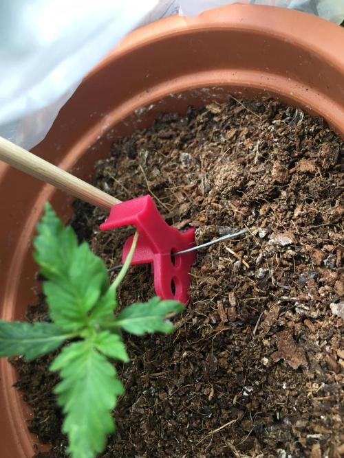 🥦Honey, I Shrunk the Broccoli! Micro. Week 2