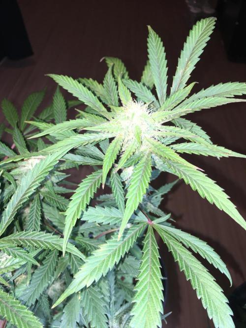 December 2025 | Wedding Cake 🍰. Week 8