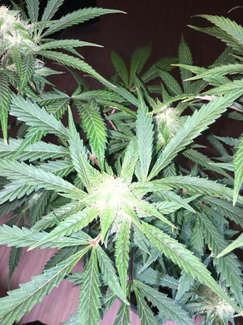 December 2025 | Wedding Cake 🍰. Week 8