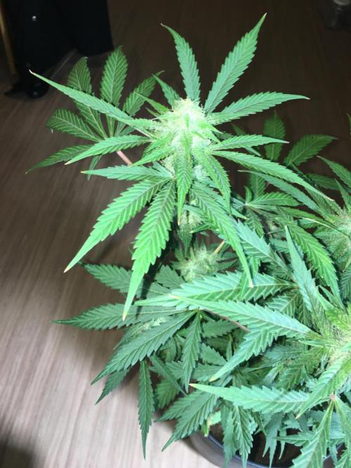 December 2025 | Wedding Cake 🍰. Week 8