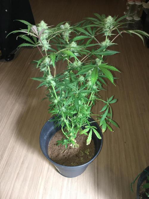 December 2025 | Wedding Cake 🍰. Week 8