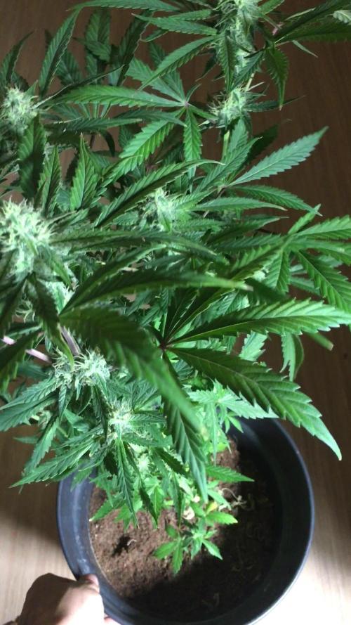 December 2025 | Wedding Cake 🍰