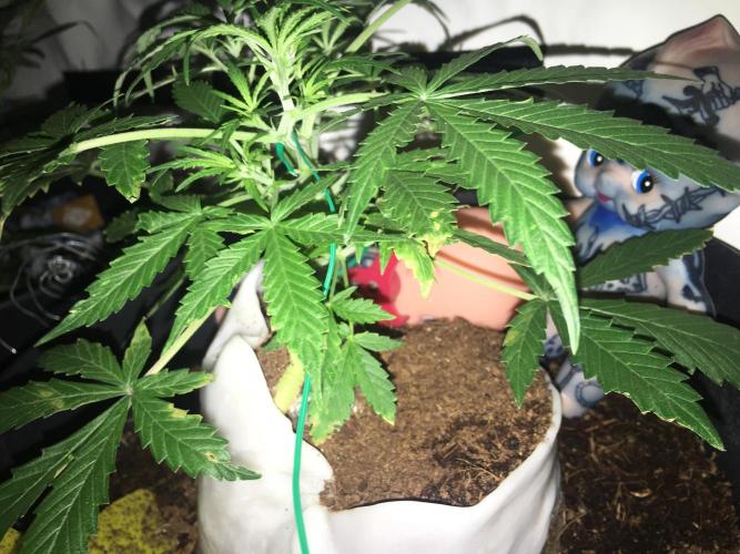 Sticky broccoli  🥦 Eternity Cup 2026. Week 5