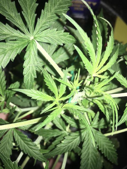 Sticky broccoli  🥦 Eternity Cup 2026. Week 5